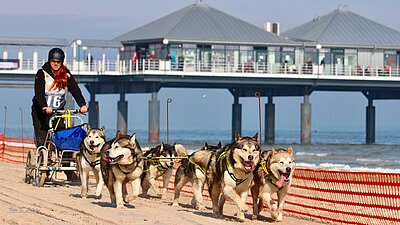 Hundeschlitten vor der Heringsdorfer Seebrücke