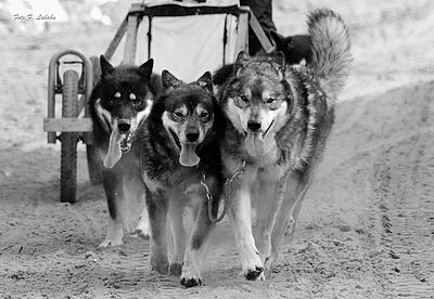 Schlittenhunde s/w fotografiert von Frank Labahn Schlittenhunde